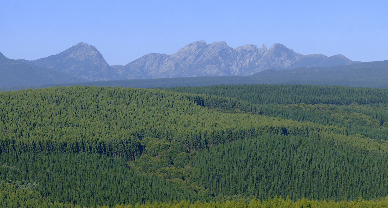 Foto aérea de un bosque. EN el fondo una montaña 