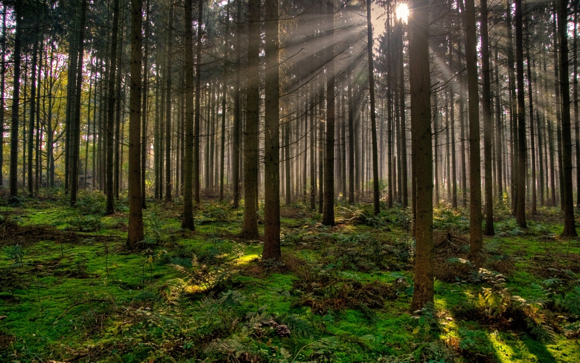 Bosque de pinos, los rayos del sol atraviesan la vegetación